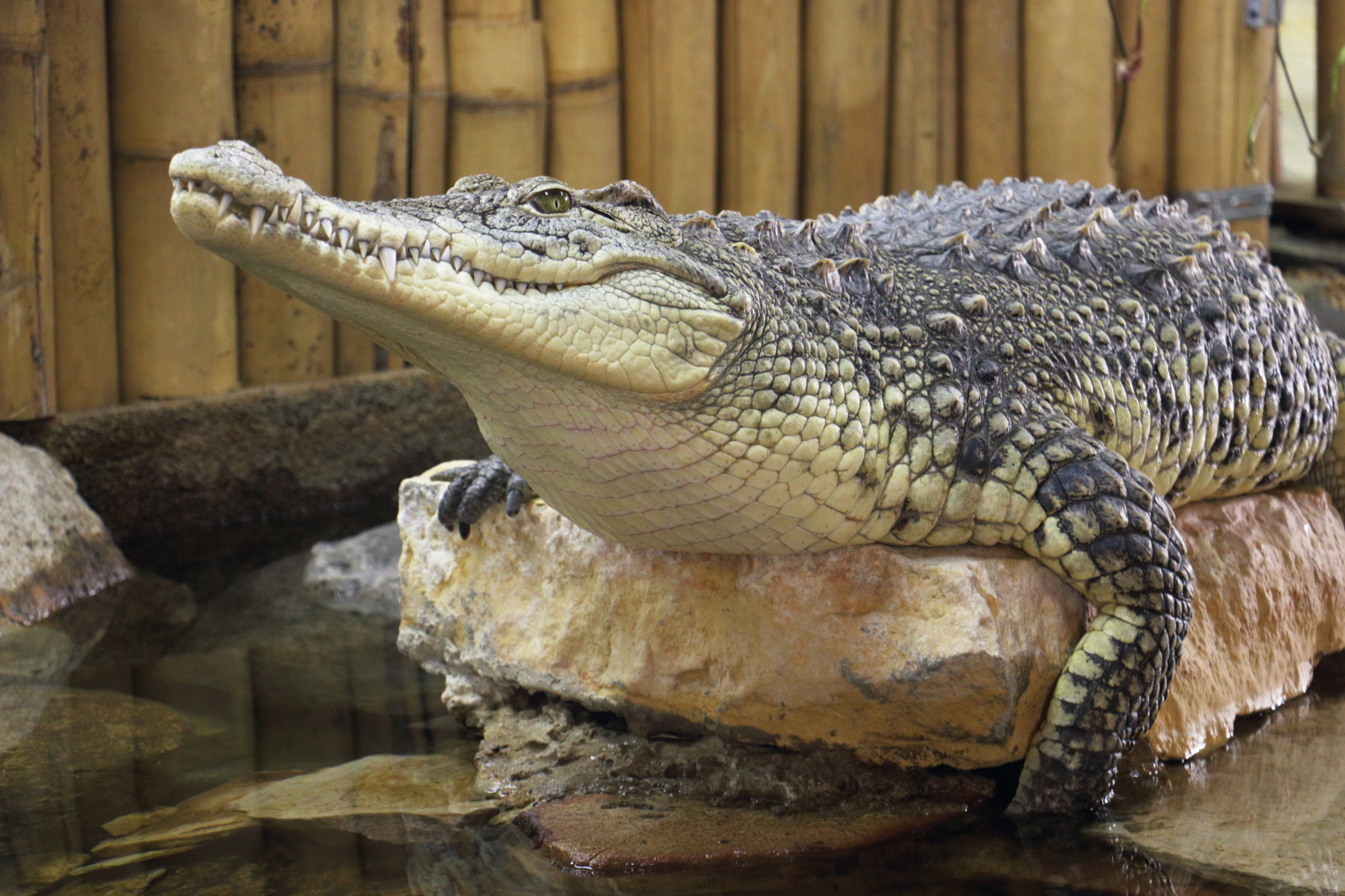 Крокодил, Ленинградский Зоопарк
