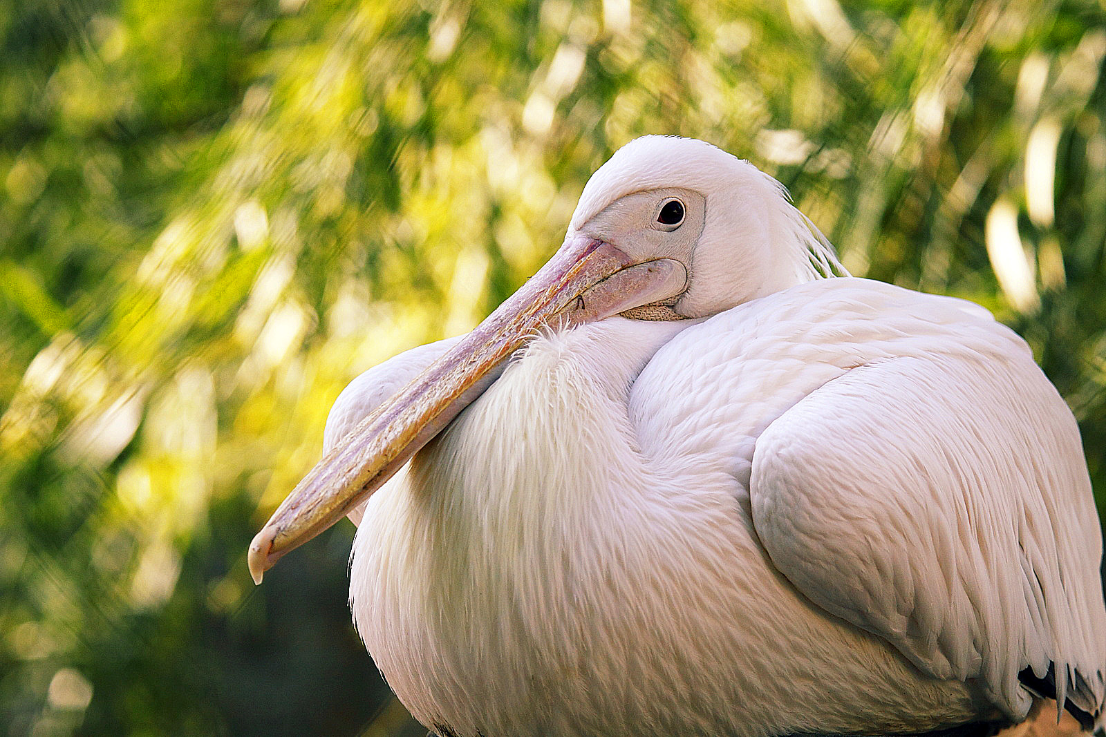 Розовый пеликан, Ленинградский Зоопарк