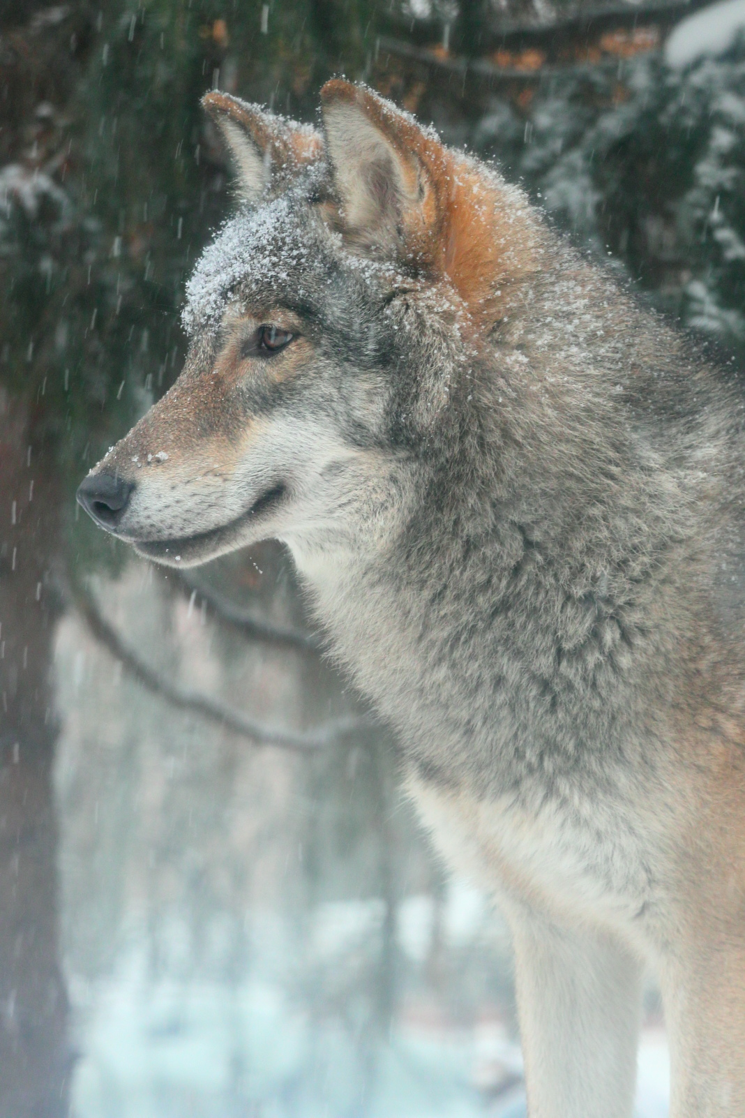 Волк сумрак, Ленинградский Зоопарк