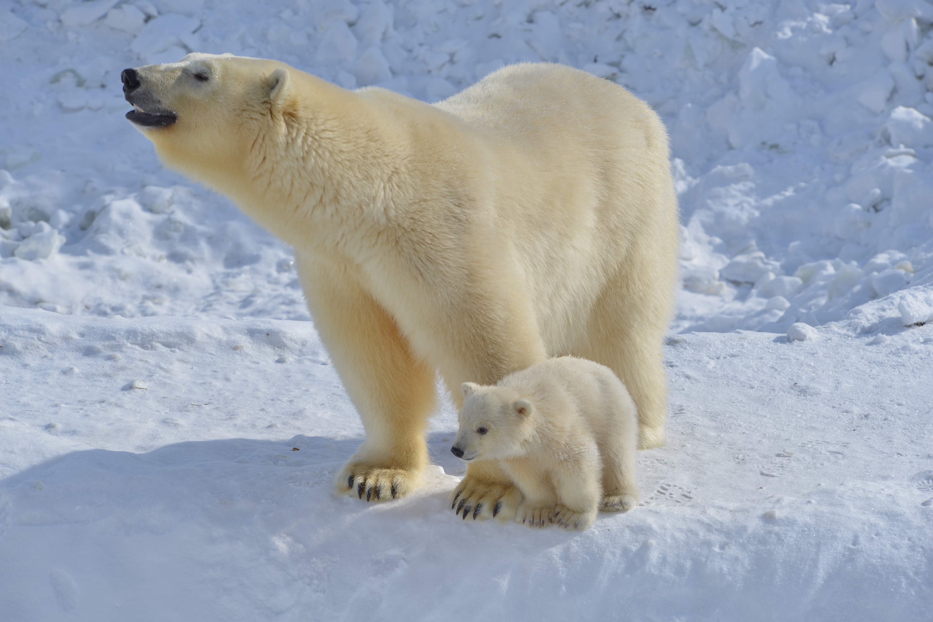 Самка белого медведя Колымана и ее дочка. Фото предоставлено зоопарком Орто Дойду. Автор - Яковлев Ф. Г.